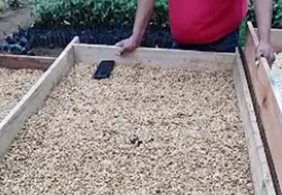 Vivero y germinación de plantas de café
